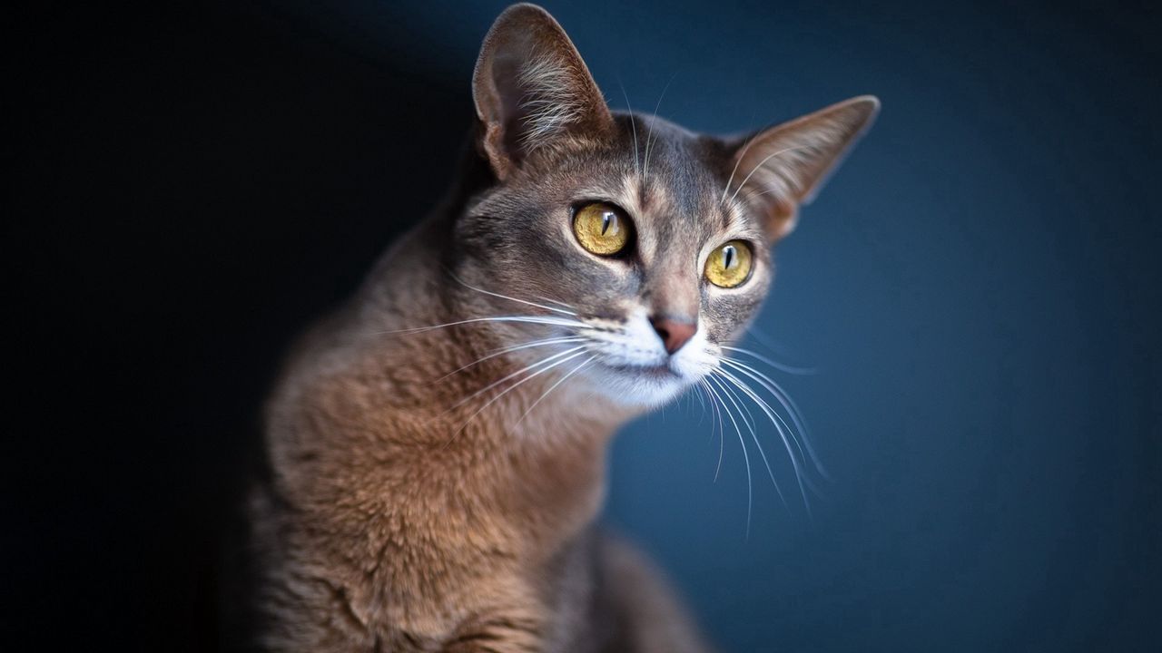 Wallpaper cat, face, background, blurring