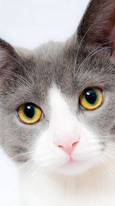 Preview wallpaper cat, face, beautiful, spotted