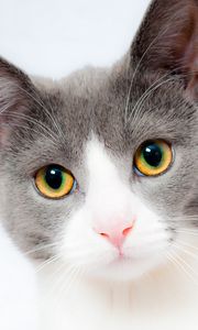 Preview wallpaper cat, face, beautiful, spotted