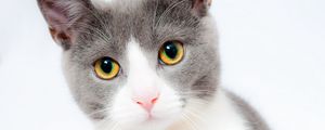 Preview wallpaper cat, face, beautiful, spotted