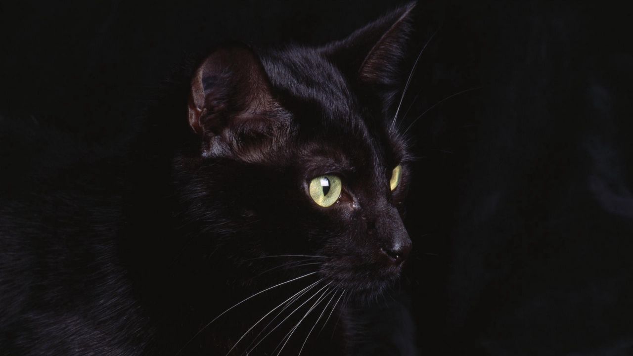 Wallpaper cat, face, black, eyes