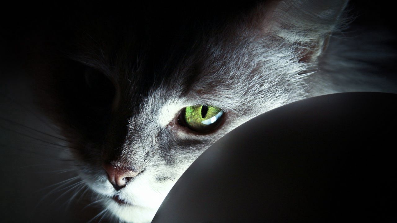 Wallpaper cat, face, black, shadow, nose, eyes