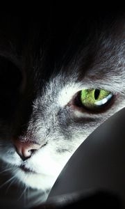 Preview wallpaper cat, face, black, shadow, nose, eyes