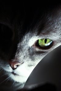 Preview wallpaper cat, face, black, shadow, nose, eyes