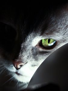 Preview wallpaper cat, face, black, shadow, nose, eyes