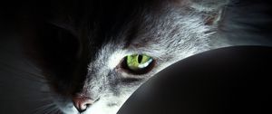 Preview wallpaper cat, face, black, shadow, nose, eyes