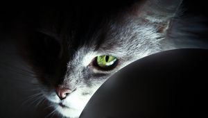 Preview wallpaper cat, face, black, shadow, nose, eyes