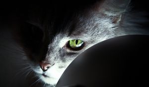 Preview wallpaper cat, face, black, shadow, nose, eyes