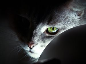 Preview wallpaper cat, face, black, shadow, nose, eyes