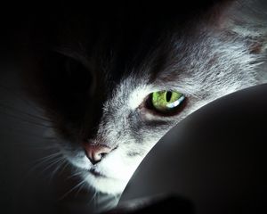 Preview wallpaper cat, face, black, shadow, nose, eyes