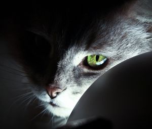 Preview wallpaper cat, face, black, shadow, nose, eyes