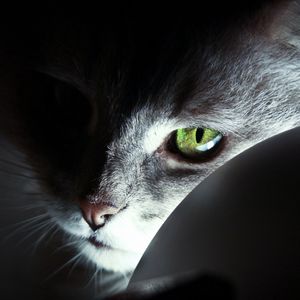 Preview wallpaper cat, face, black, shadow, nose, eyes