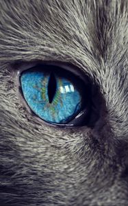 Preview wallpaper cat, face, blue eyes
