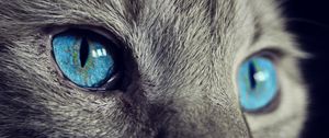 Preview wallpaper cat, face, blue eyes