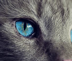 Preview wallpaper cat, face, blue eyes