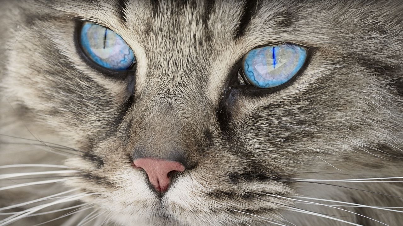 Wallpaper cat, face, blue eyes, fluffy