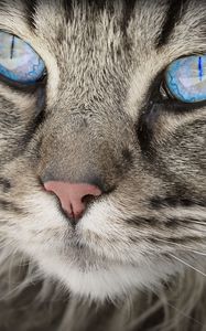 Preview wallpaper cat, face, blue eyes, fluffy