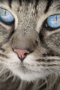 Preview wallpaper cat, face, blue eyes, fluffy