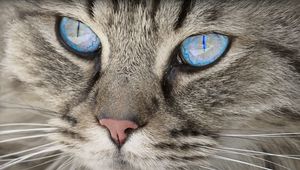 Preview wallpaper cat, face, blue eyes, fluffy