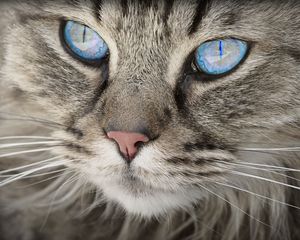 Preview wallpaper cat, face, blue eyes, fluffy
