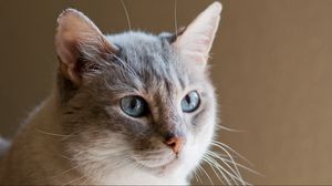 Preview wallpaper cat, face, blue eyes, ears