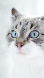 Preview wallpaper cat, face, blue eyes, surprise