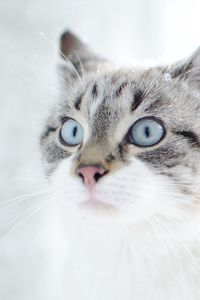 Preview wallpaper cat, face, blue eyes, surprise