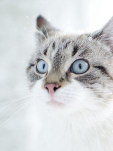 Preview wallpaper cat, face, blue eyes, surprise