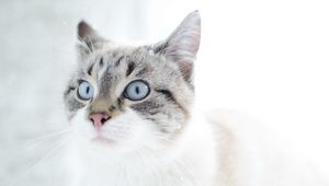 Preview wallpaper cat, face, blue eyes, surprise