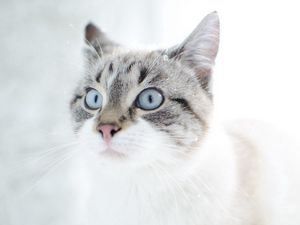 Preview wallpaper cat, face, blue eyes, surprise