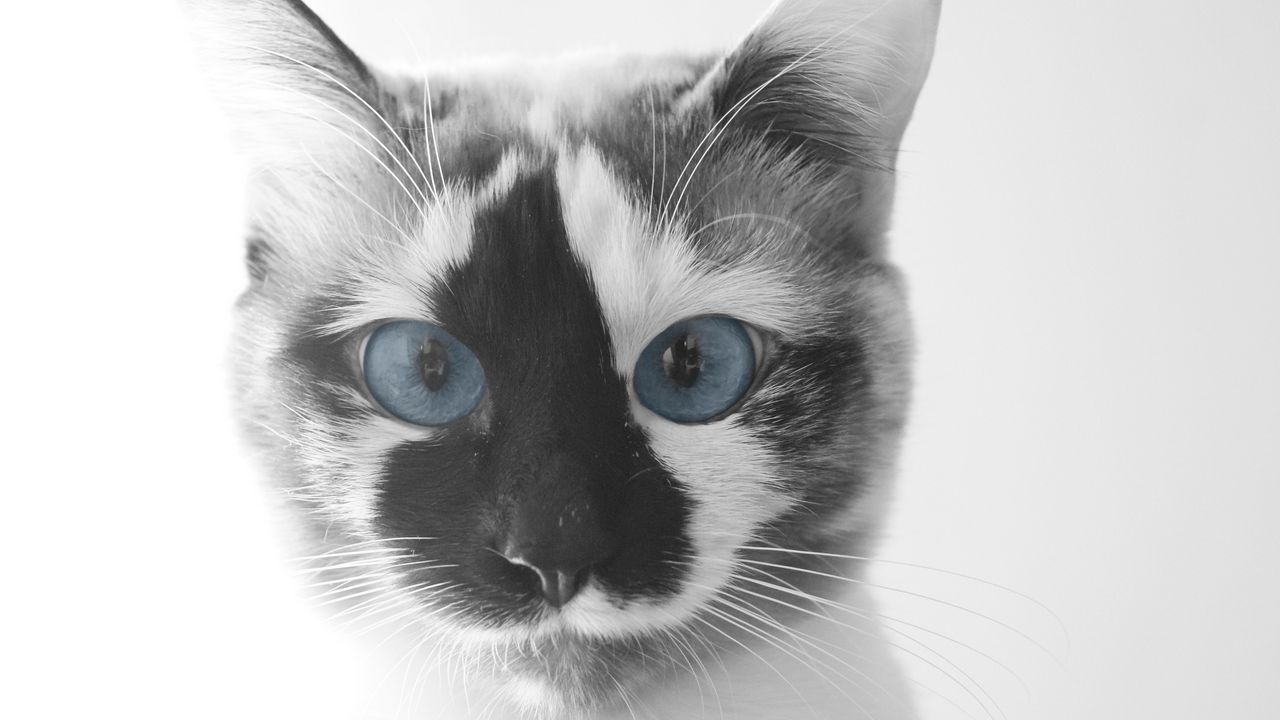 Wallpaper cat, face, blue eyes, beautiful