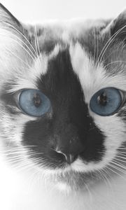 Preview wallpaper cat, face, blue eyes, beautiful