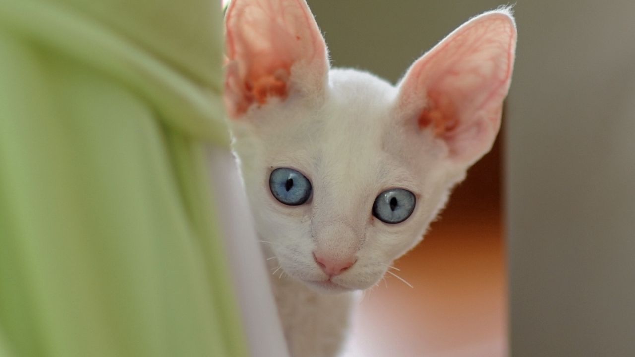 Wallpaper cat, face, blue eyes, looking out