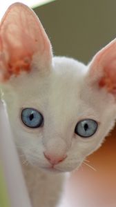 Preview wallpaper cat, face, blue eyes, looking out