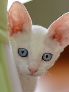 Preview wallpaper cat, face, blue eyes, looking out