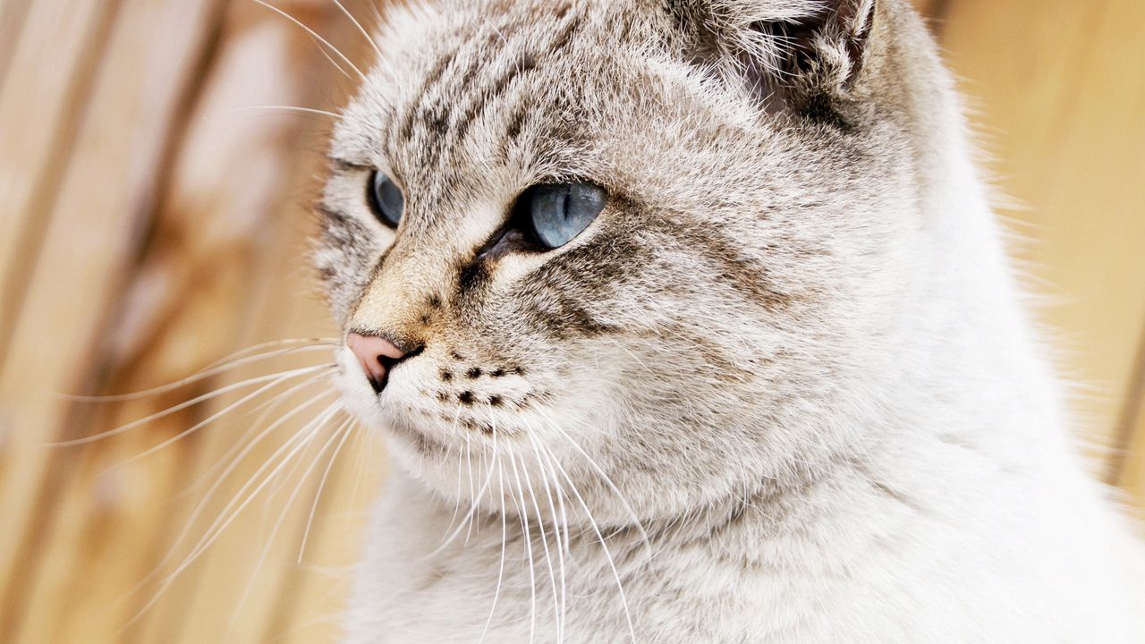 Wallpaper cat, face, blue eyes, beautiful