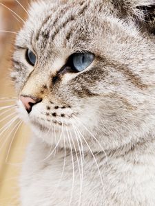 Preview wallpaper cat, face, blue eyes, beautiful