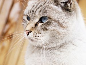 Preview wallpaper cat, face, blue eyes, beautiful