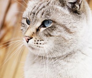 Preview wallpaper cat, face, blue eyes, beautiful