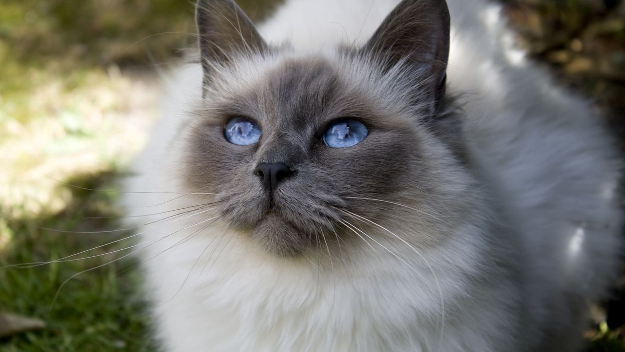 Wallpaper cat, face, blue-eyed, bushy