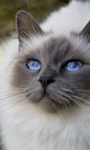 Preview wallpaper cat, face, blue-eyed, bushy