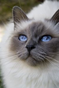 Preview wallpaper cat, face, blue-eyed, bushy