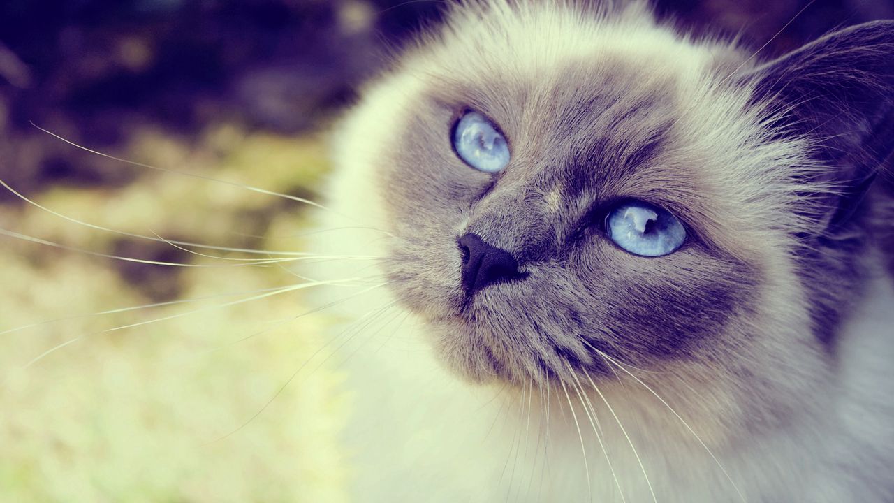 Wallpaper cat, face, blue-eyed, furry, spotted, close-up