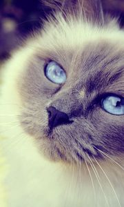 Preview wallpaper cat, face, blue-eyed, furry, spotted, close-up