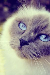Preview wallpaper cat, face, blue-eyed, furry, spotted, close-up