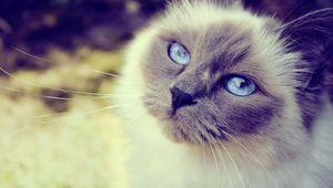 Preview wallpaper cat, face, blue-eyed, furry, spotted, close-up