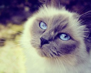 Preview wallpaper cat, face, blue-eyed, furry, spotted, close-up