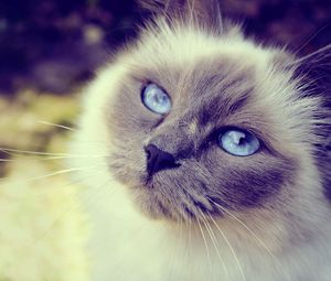 Preview wallpaper cat, face, blue-eyed, furry, spotted, close-up