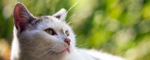 Preview wallpaper cat, face, blur, sight