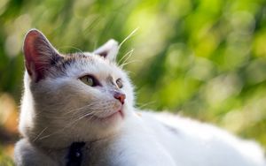 Preview wallpaper cat, face, blur, sight